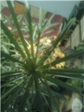 cvijet ciperusa